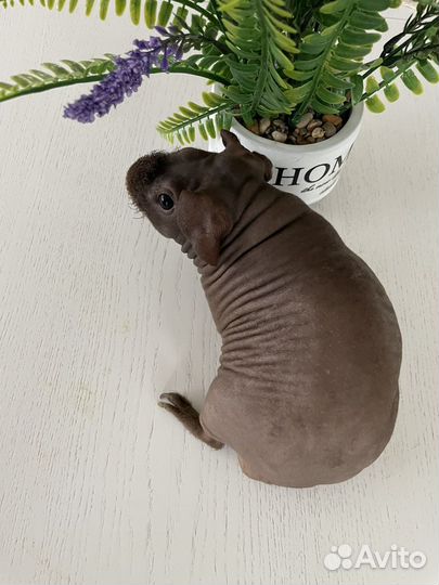 Морская свинка скинни