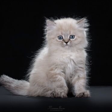 Менуэт длинношёрстный котёнок
