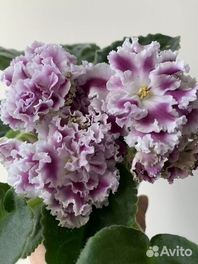 Герани,фиалки