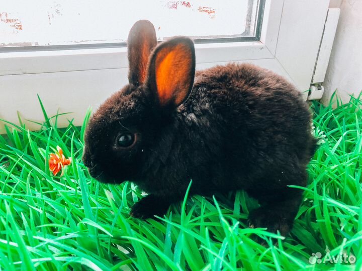 Мини карликовый кролик