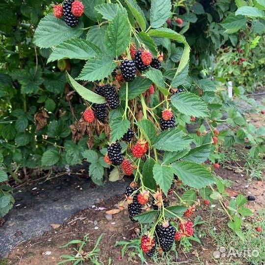 Саженцы ежевики