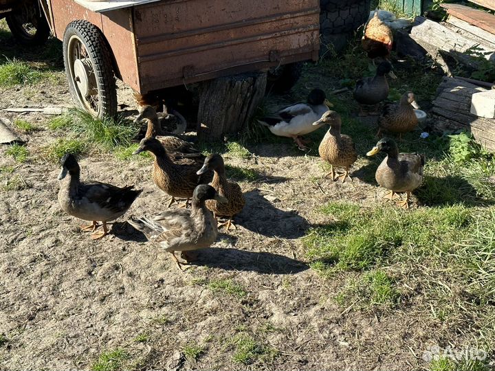 Дикие утки чубарые