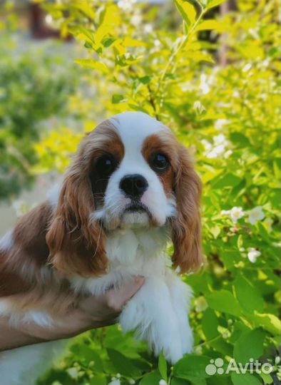 Кинг чарльз спаниель
