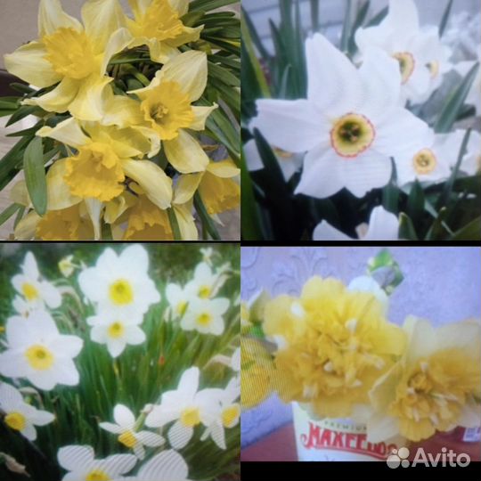 Цветы махровые нарциссы луковица сортовые