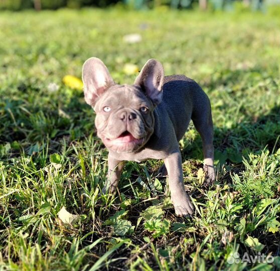 Лиловый мальчик с голубыми глазами Француз