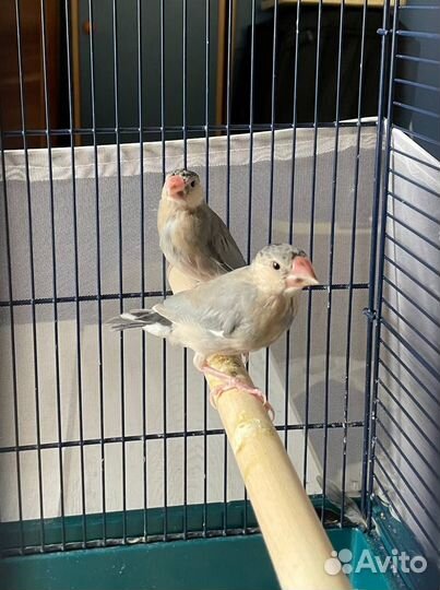 Рисовые амадины