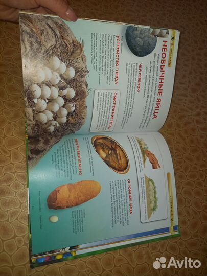 Энциклопедия про динозавров