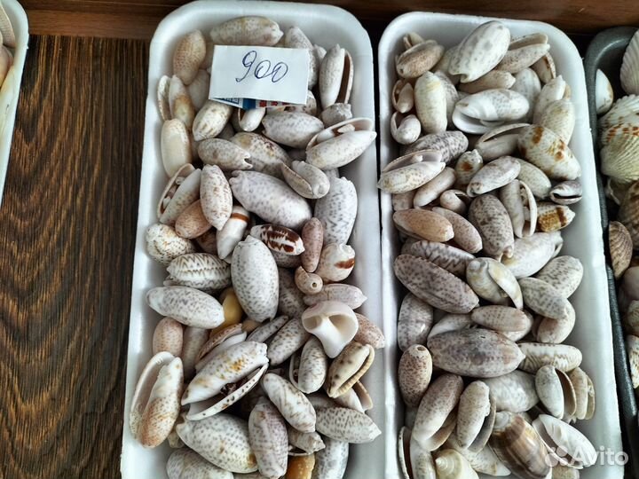 Морские ракушки, раковины,кораллы, камушки