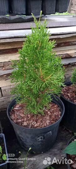 Туя Смарагд