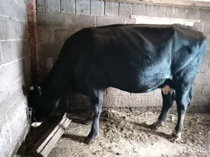 Корова дойная