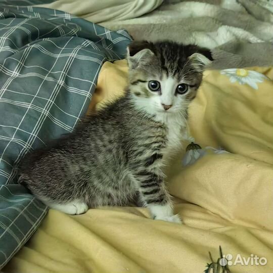 Кошки в добрые руки бесплатно