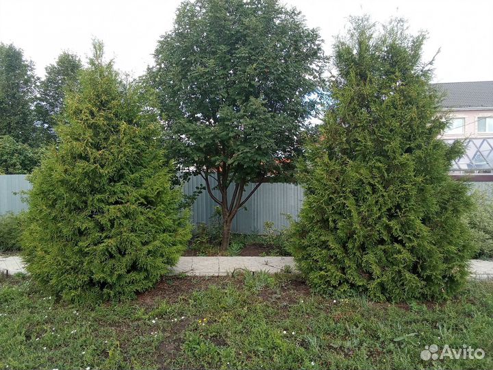 Туя брабант