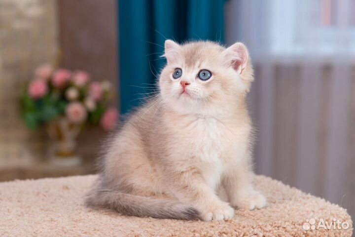 Британская золотая голубая шиншилла