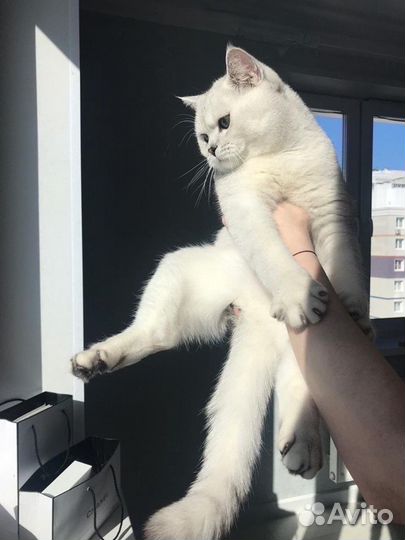 Кот на вязку