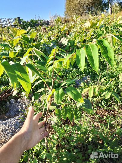 Саженцы ореховых, косточковых, рассада ягодников