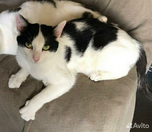 Супер ласковый котик - красавец Кеша в добрые руки