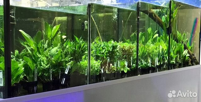 Аквариум каскад 700 литров