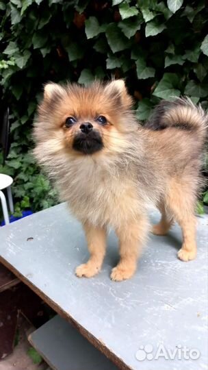 Щенки шпица