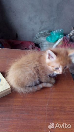 Рыжий котенок, отдаю в добрые руки