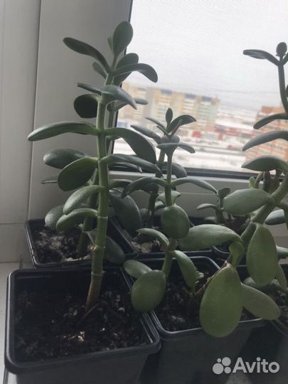 Юкка, драцена, денежное дерево, алоэ, декабрист цв