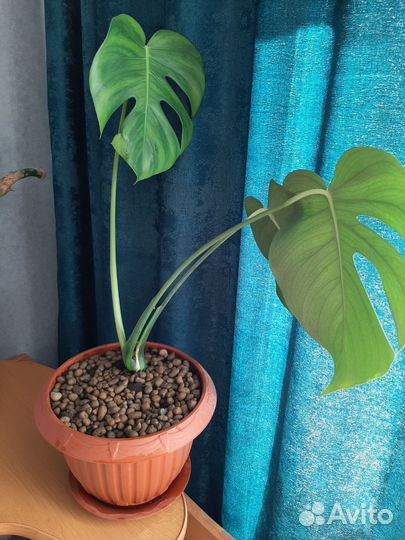 Монстера оригинальная