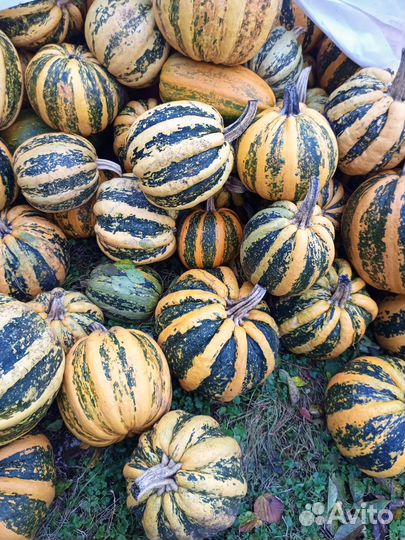 Тыква оптом