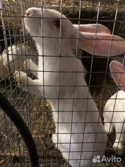 Кролик белый паннон