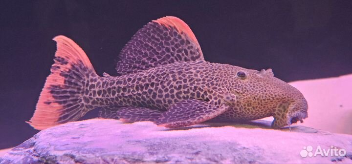 Номерной сом L 114