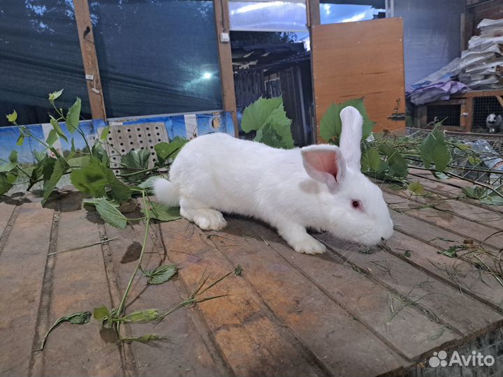 Продается молодой самец белый паннон