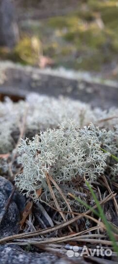 Мох сфагнум