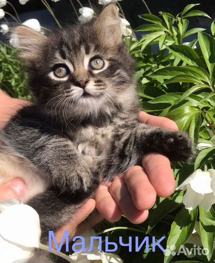 Котята в добрые руки)