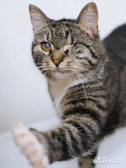 Ласковая кошечка Соня в добрые руки