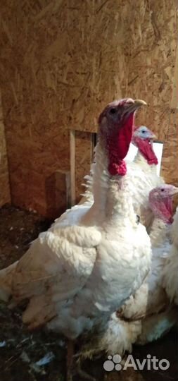 Мясо индейки