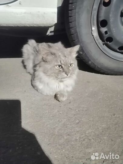 Сибирский кот