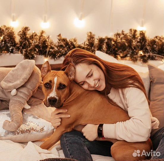 Выгул собак, собачья няня, догситтер