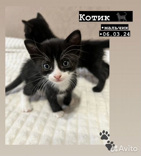 Котята в добрые руки