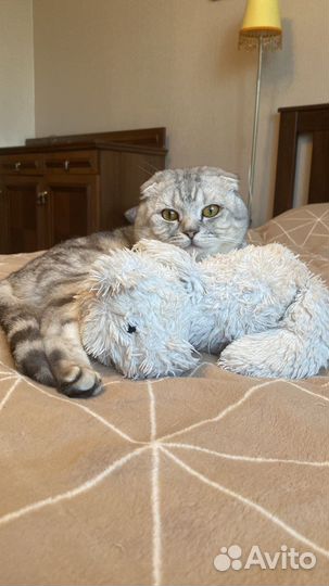Кот для вязки