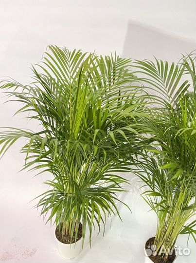 Пальма Арека