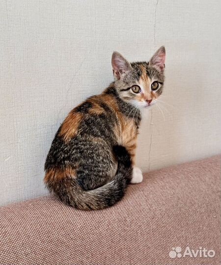 Котенок девочка ищет дом