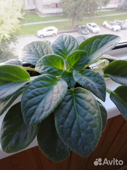 Фиалка белая