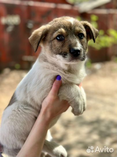 Щенки в добрые руки