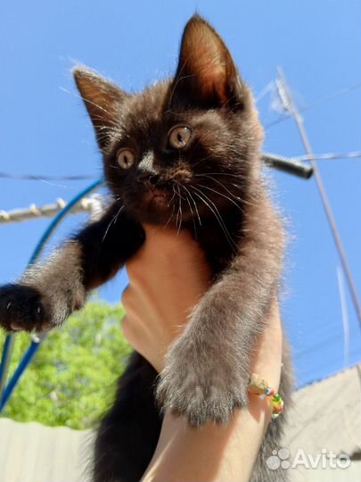 Котята в добрые руки 2 мальчика и 1 девочка