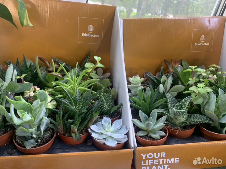 Суккуленты набор 20 шт