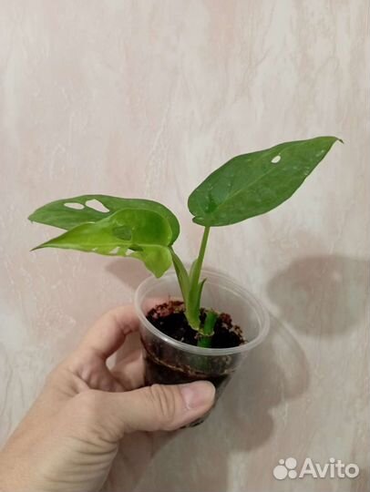 Набор цветов 3