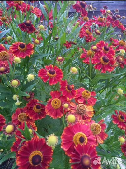 Дицентра красивая, Гелениум, Купена, Астильба