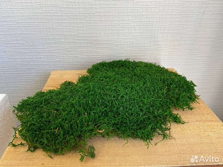 Мох стабилизированный пластовой пласт плоский