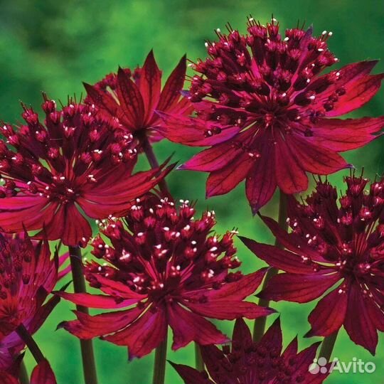 Рассада многолетних цветов