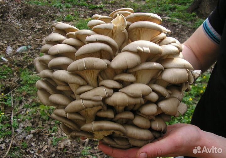 «Грибная грядка» вешенка