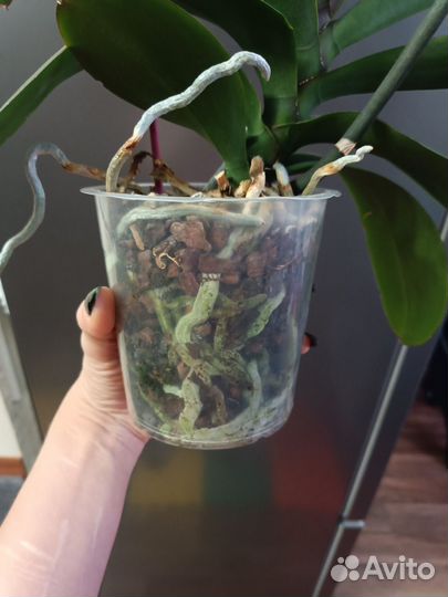 Орхидея Бинти бабочка