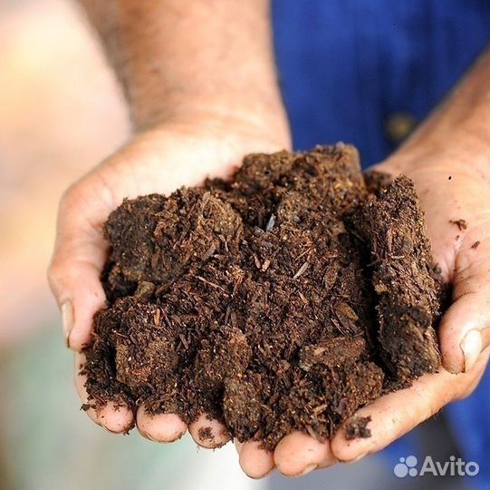 Коровий навоз